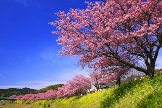 kawazuzakura.jpg