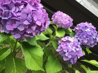 IMG_2516.JPG